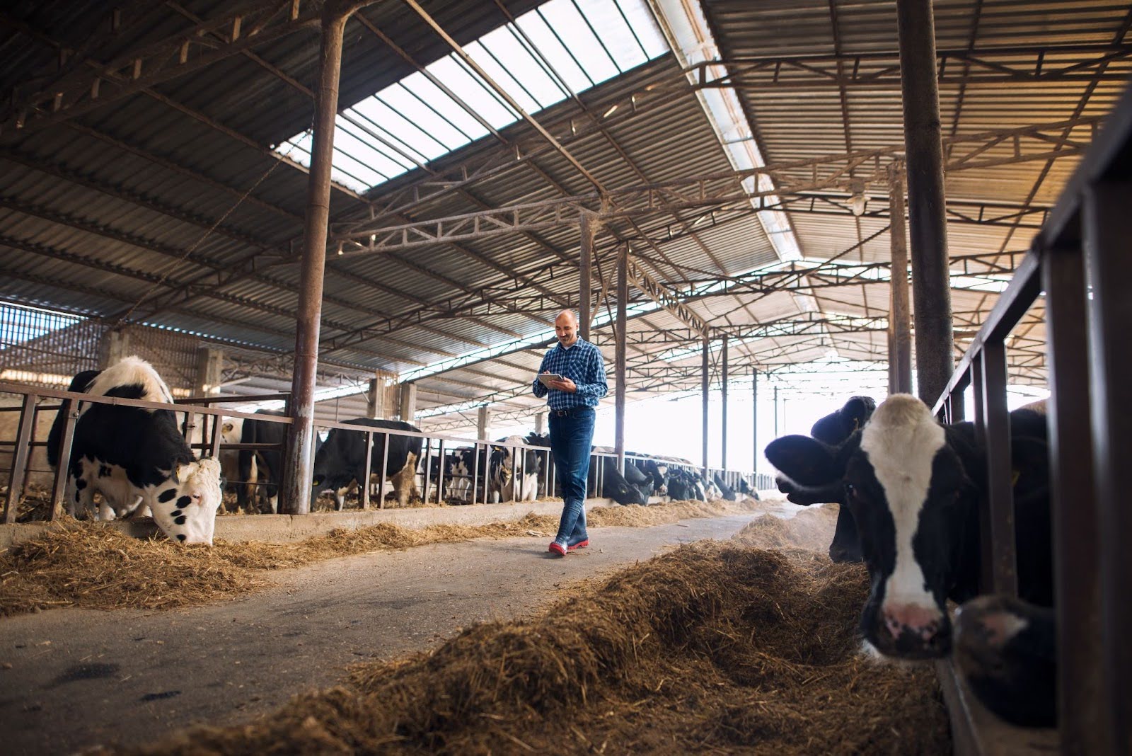 Durable Floors for Dairy Farms